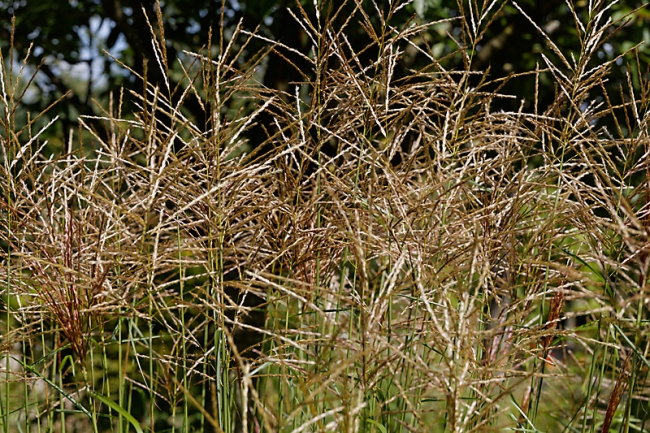 Jardin des Impressionnistes-123